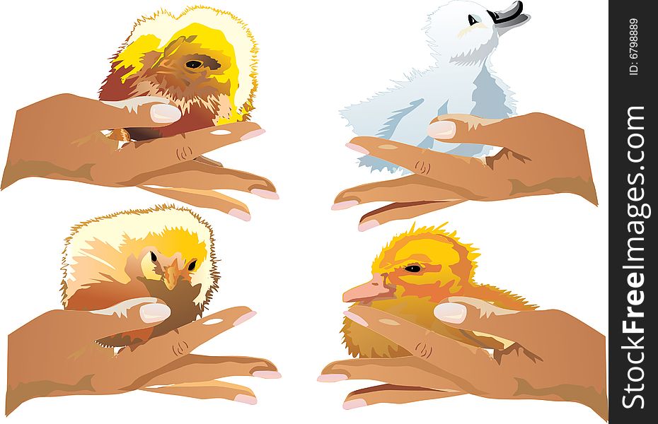 Chickens And Duckling On Hands