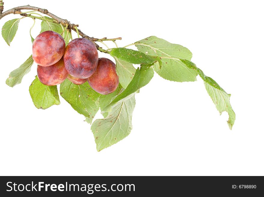 Fresh appetizing plums on a white background