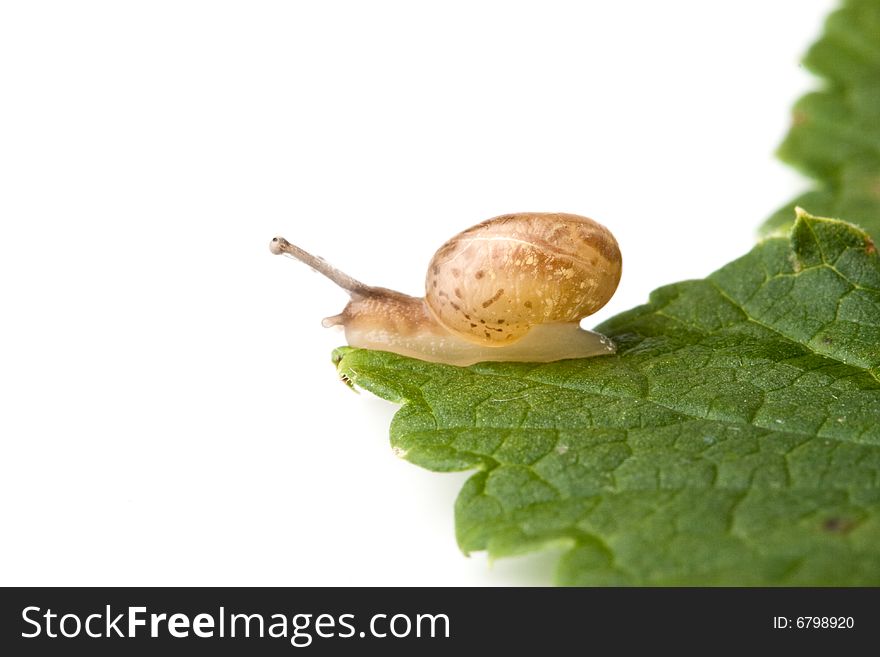 Small garden snail on a white background