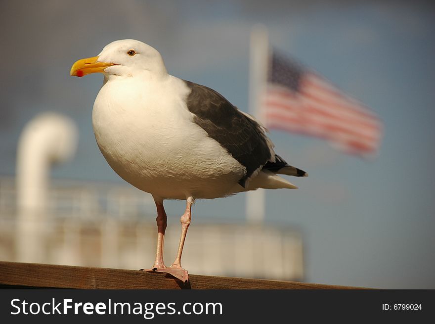 A seabird sitting on hedges, the national flag of the USA is waving in the wind. A seabird sitting on hedges, the national flag of the USA is waving in the wind