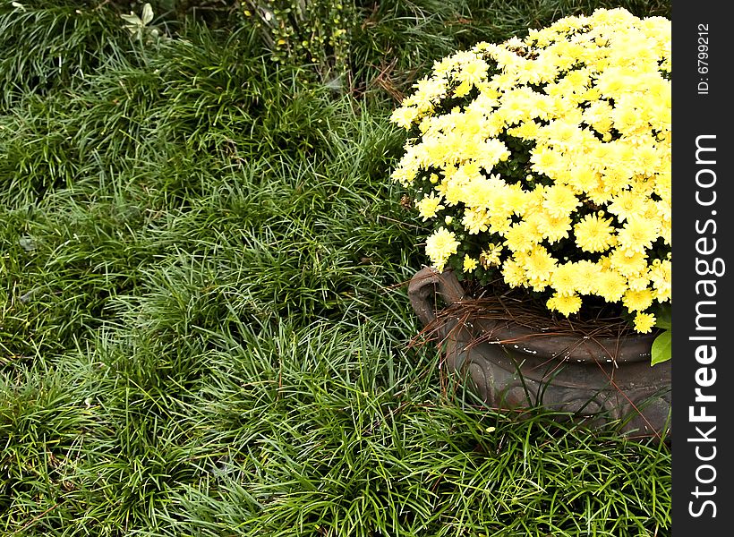 Pot of Yellow Mums with green copyspace. Pot of Yellow Mums with green copyspace.