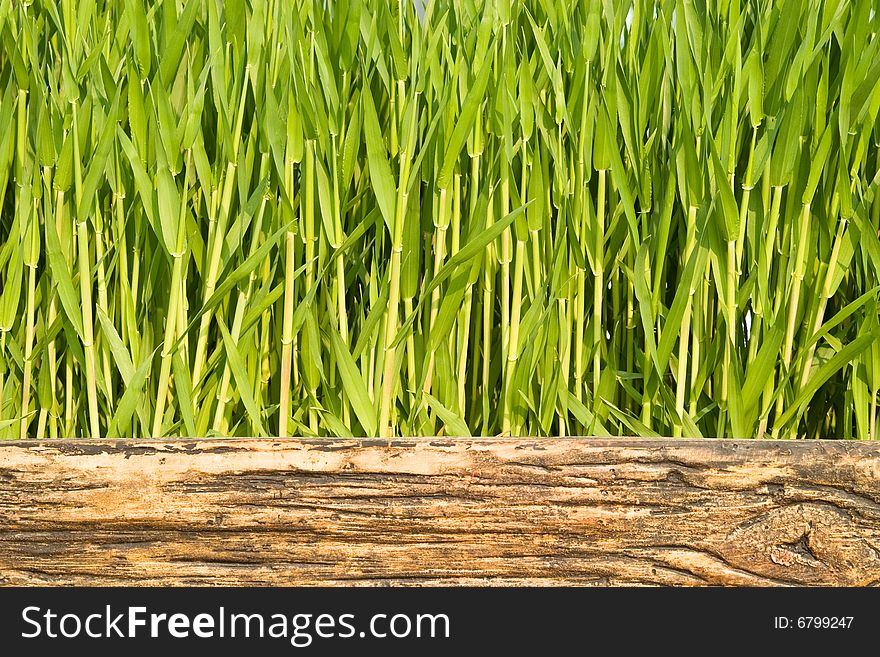 Green stalks with leaves in wooden case