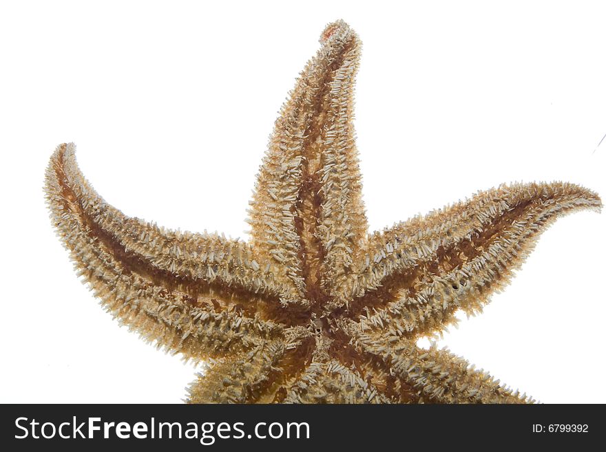 An isolated image of sea star