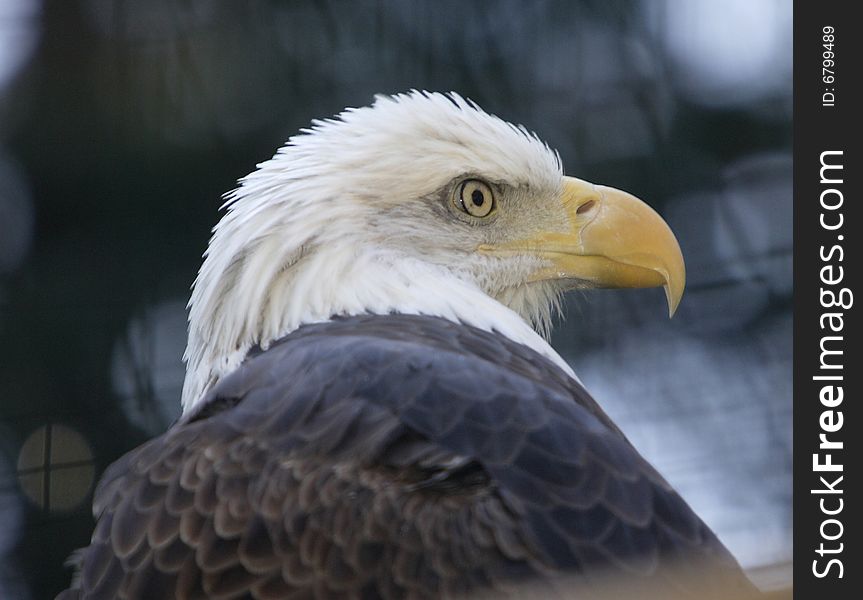 A bald eagle looking over his sholder