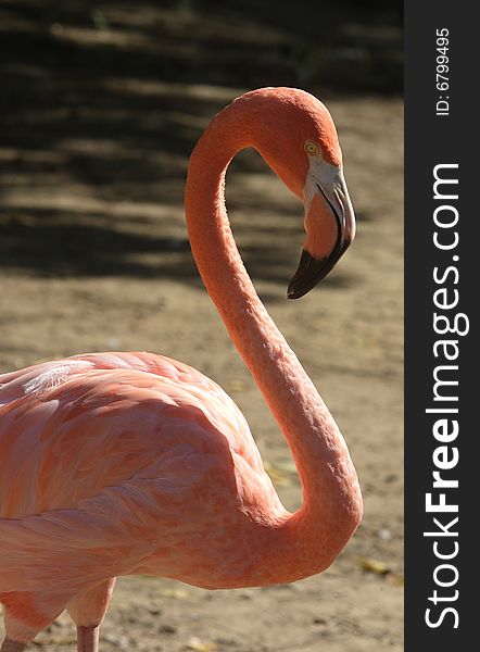The head and body of a pink flamingo