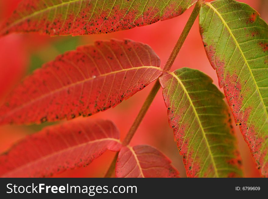 Close up of red leaf among fall leaves,shallow DOF, focus on the leaf