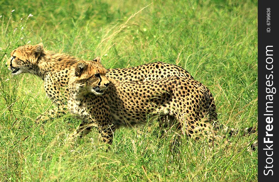 Two cheetahs running through the grass Samburu National Park Kenya