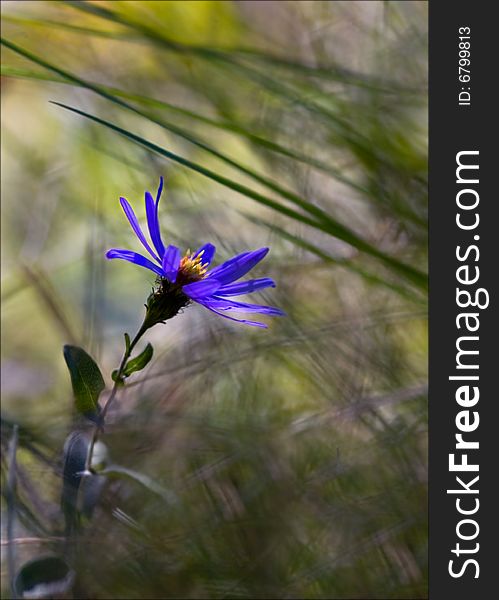 Picture of a blue flower growing through the grass. Picture of a blue flower growing through the grass.