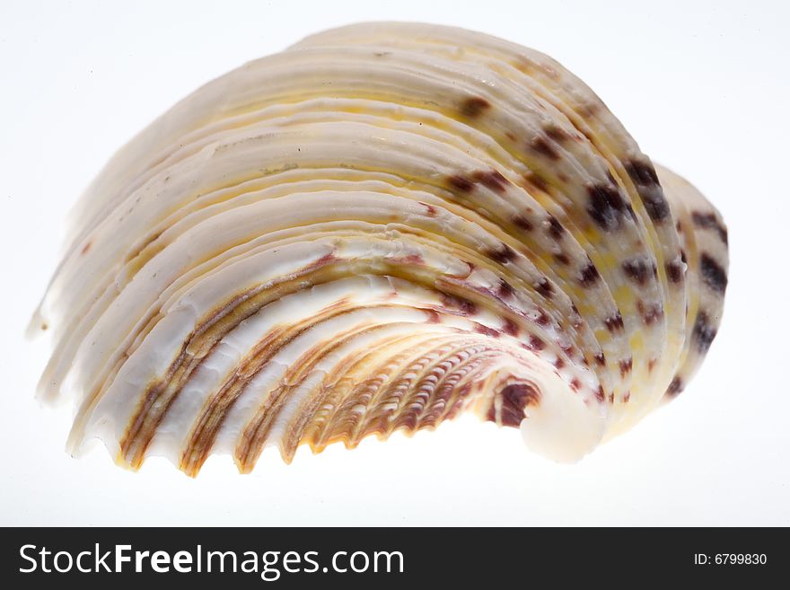 Conch Shell on Isolated White Background