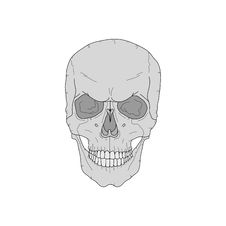 Scary Skull Royalty Free Stock Image Scary Skull Royalty Free Stock Image