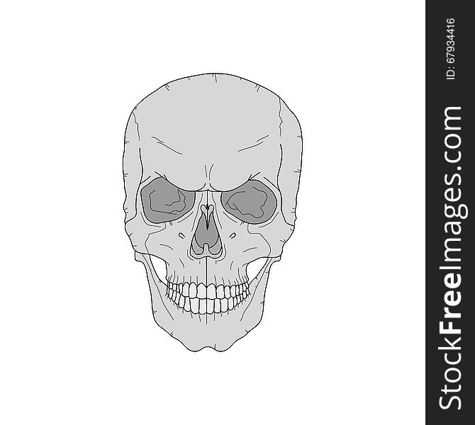 Vector illustration scary skull on a white background