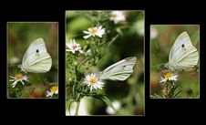 Sulphur Butterfly Trio Stock Photos Sulphur Butterfly Trio Stock Photos