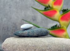Still Life With Tropical Flower Royalty Free Stock Image Still Life With Tropical Flower Royalty Free Stock Image