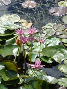 Pink Tropical Water Lily S Royalty Free Stock Images Pink Tropical Water Lily S Royalty Free Stock Images