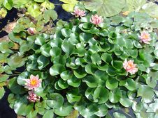 Water Lily Garden Stock Photography Water Lily Garden Stock Photography