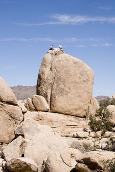 Sitting Atop A Boulder Royalty Free Stock Images Sitting Atop A Boulder Royalty Free Stock Images