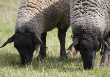 Sheep Or Lamb Grazing Royalty Free Stock Photo
