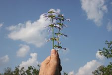 Hand Holding Wild Flowers Against Sky. Stock Photos Hand Holding Wild Flowers Against Sky. Stock Photos