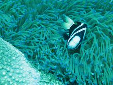 Big Fish Little Fish Royalty Free Stock Photos Big Fish Little Fish Royalty Free Stock Photos
