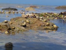 Free Shells On The Rocks - Victor Harbour Stock Photos - 688963