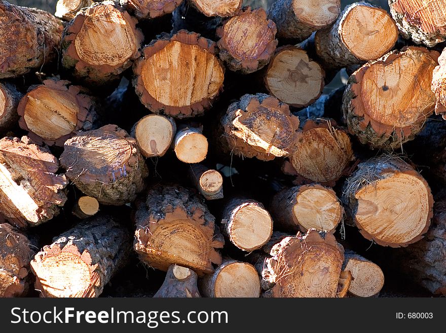 Sunny Side View Of A Pile Of Logs