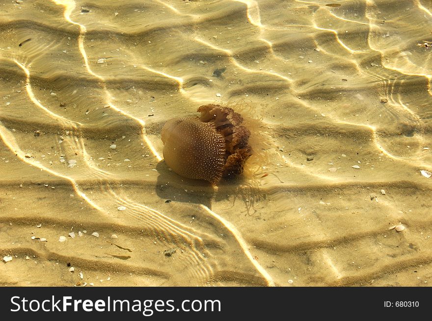 Australian Spotted Jelly Fish