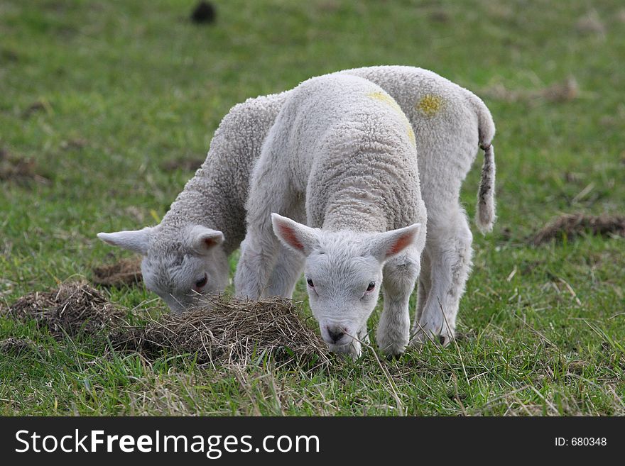 Newborn lambs. Newborn lambs