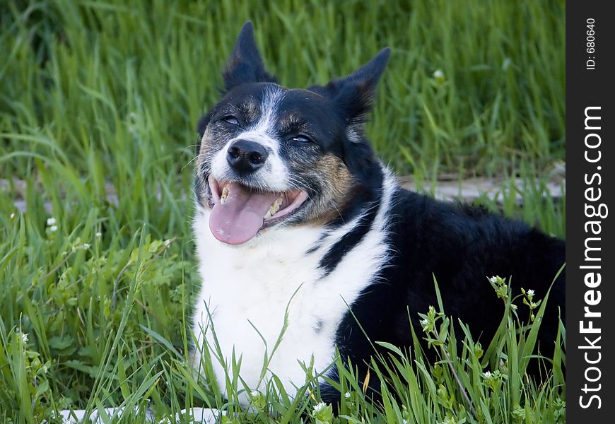 Happy Dog With Tongue Hanging Down