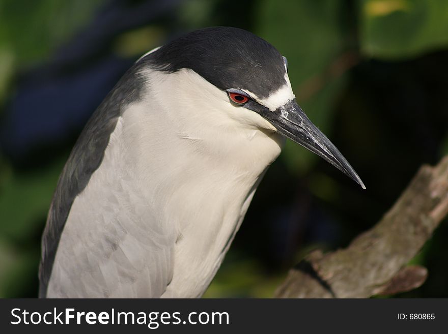 CROWNED HERON