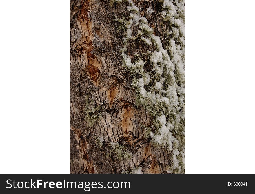 Moss snow bark