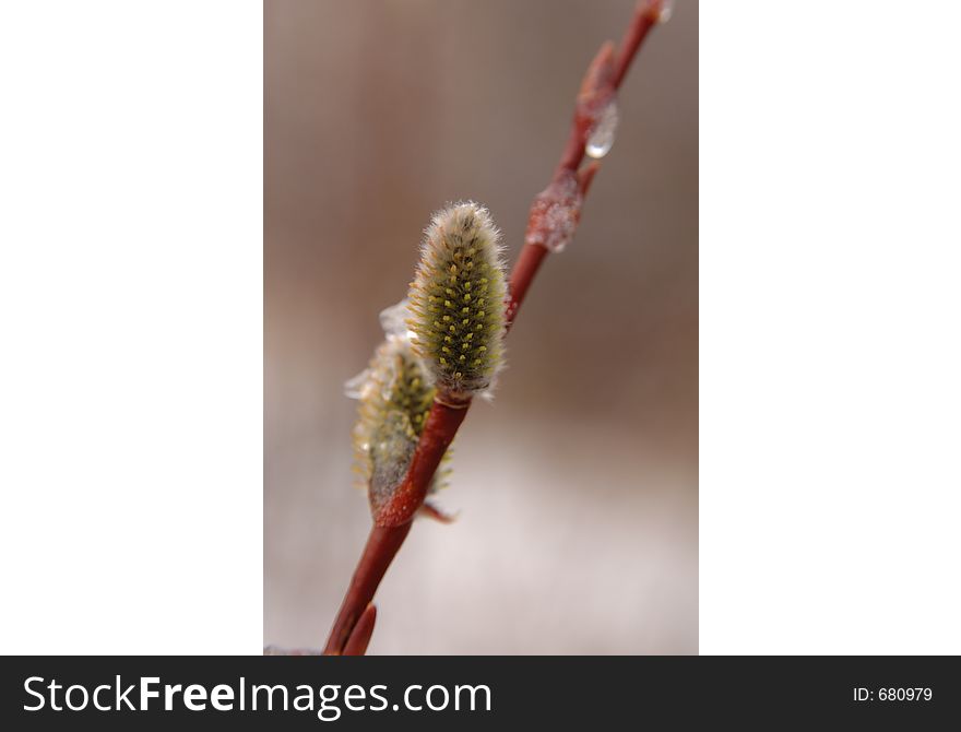 Willow in early Spring time. Willow in early Spring time