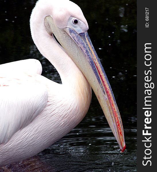 Pelican sitting on dead tree in water pond, profile close-up with elegant throat curve. Pelican sitting on dead tree in water pond, profile close-up with elegant throat curve