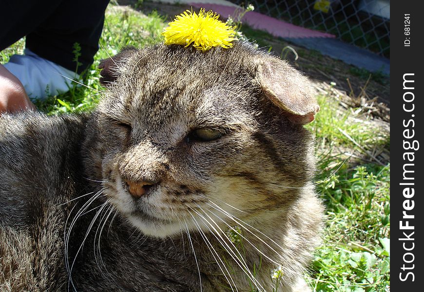 Tabby cat with dandelion on head in spring sun. Tabby cat with dandelion on head in spring sun.