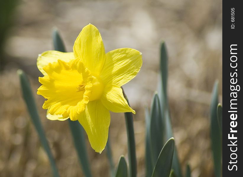 New bloom daffodil. New bloom daffodil