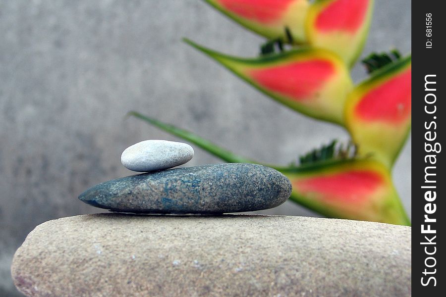 Still Life With Tropical Flower