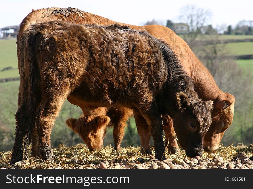 Cattle On A U.K. Farm. Cattle On A U.K. Farm