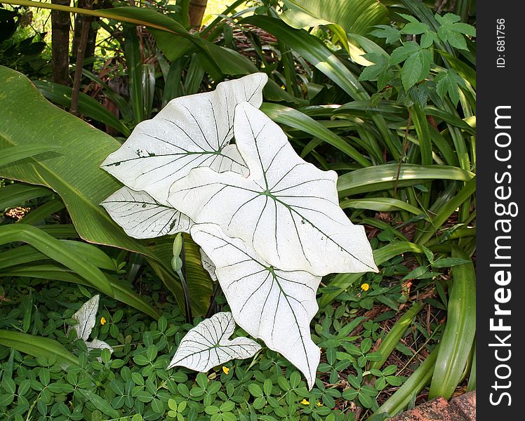 White leaves plant in Thailand.