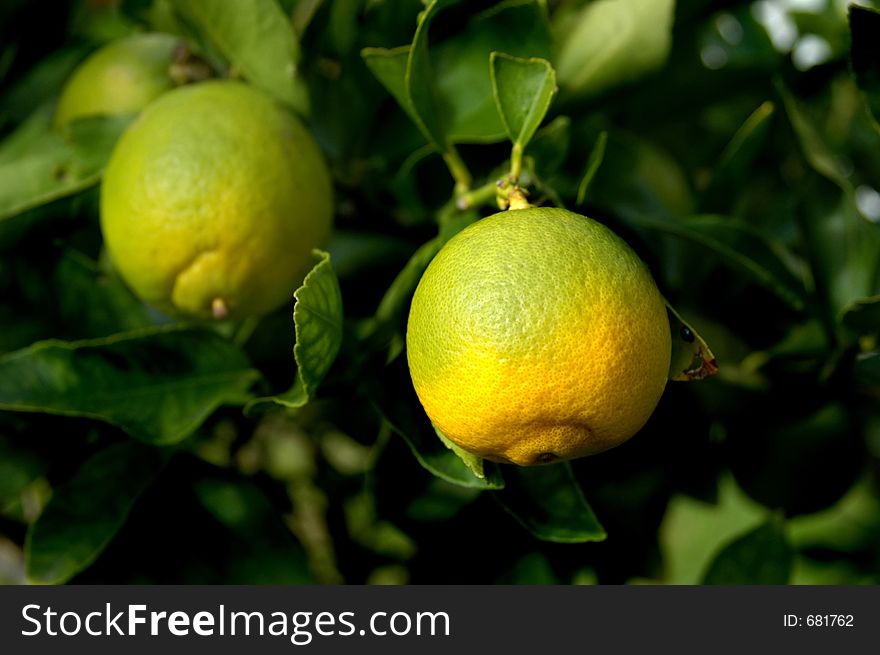 Two limes grwoing on tree