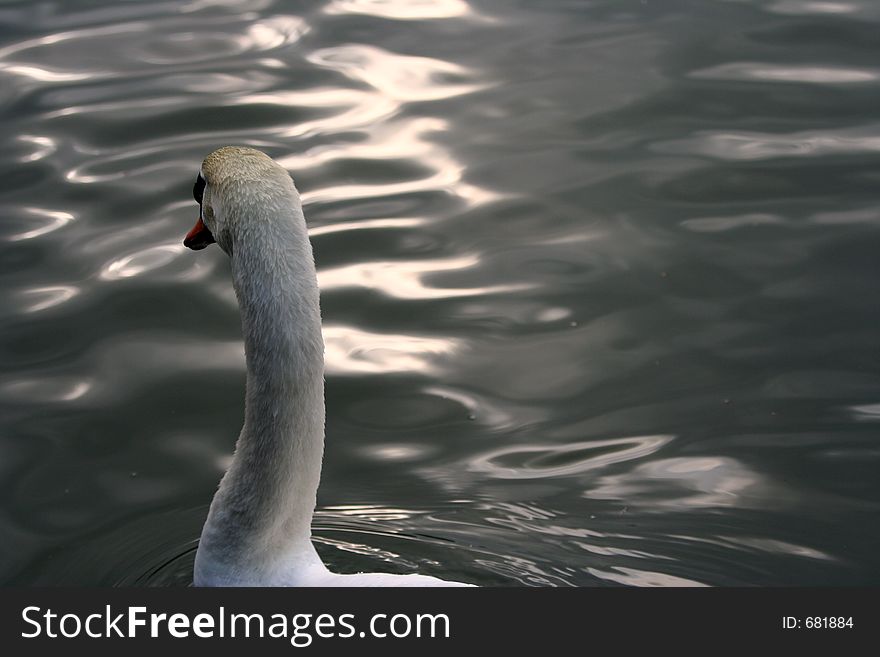 Swan in the pond. Swan in the pond