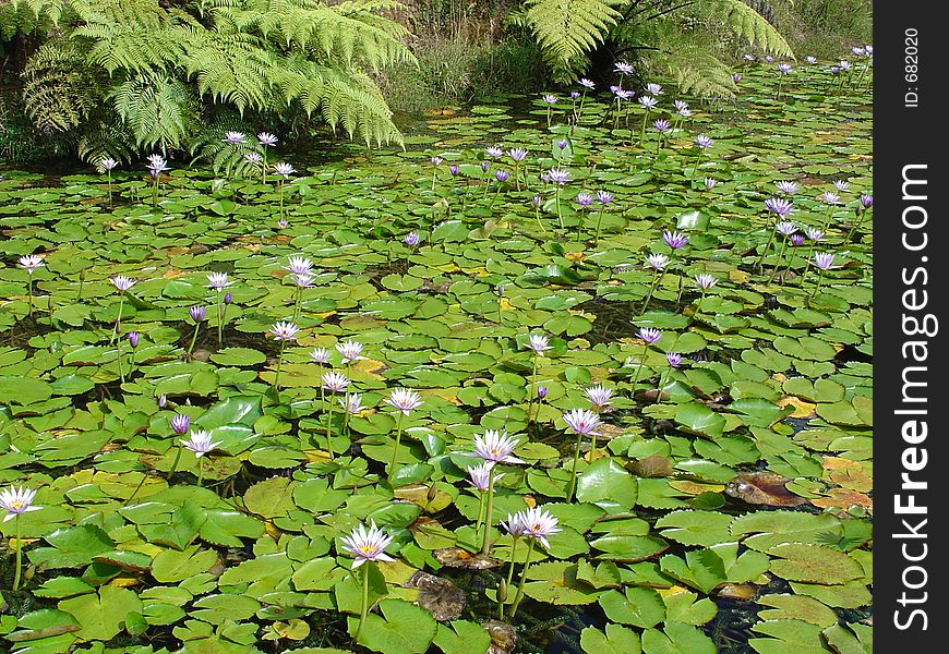 Mauve water lily garden with fern leaves