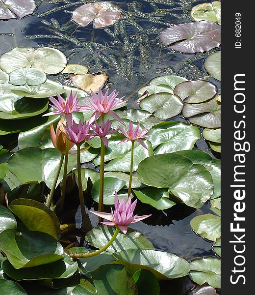 Pink tropical water lily's and lily pads in water garden