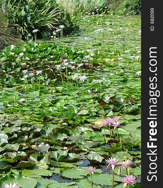 Water lily gardens with pink flowers. Water lily gardens with pink flowers