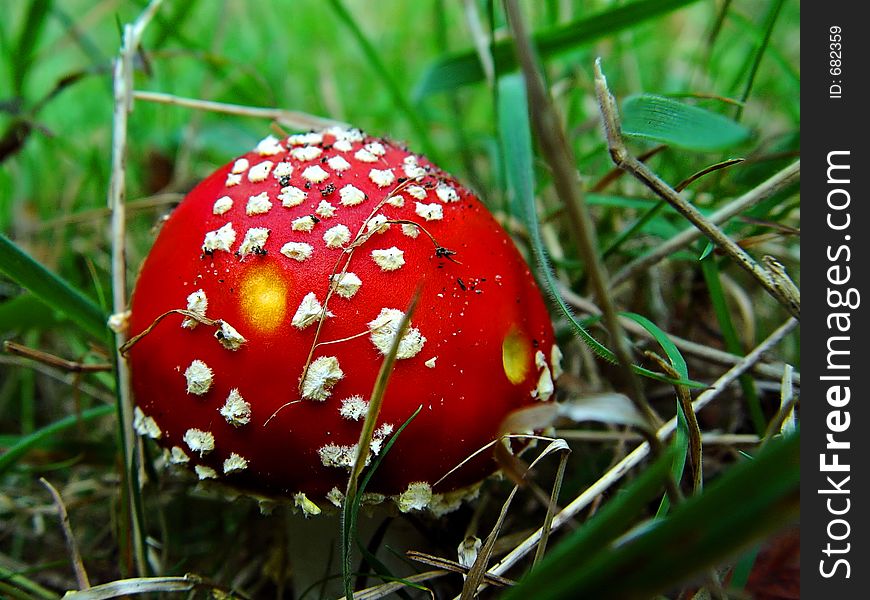 A colorful poisonous mushroom. A colorful poisonous mushroom
