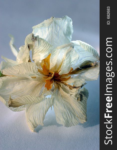 Close-up of a withering narcissus on a blue background