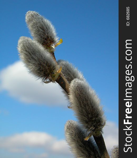 Flowers of a willow on a background of the blue sky in a spring sunny day