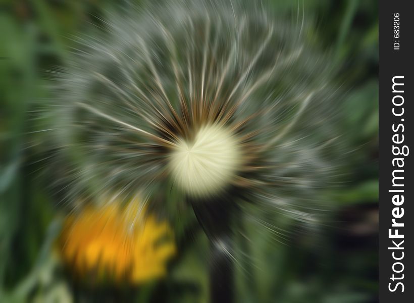 In camera wind motion shot of macro center dandelion with its white thistles blowing in wind. In camera wind motion shot of macro center dandelion with its white thistles blowing in wind