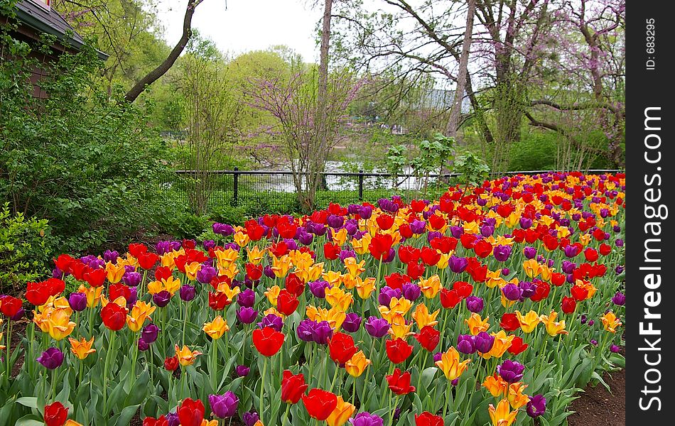 Flowering Tulips