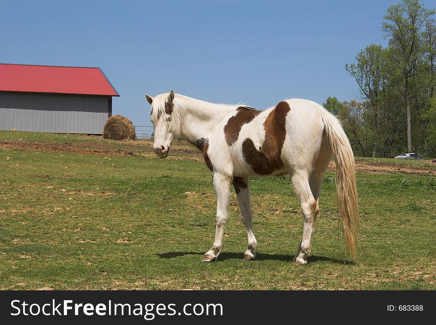 Horses grazing on a hill side in Tennessee. Horses grazing on a hill side in Tennessee