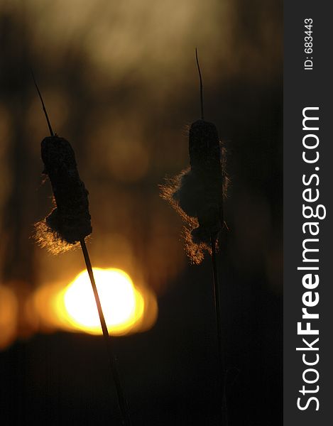 Cattails backlit by the setting sun.