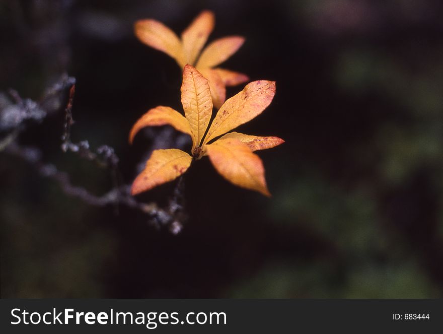 Orange leaves on gnarled grey branches. Orange leaves on gnarled grey branches.